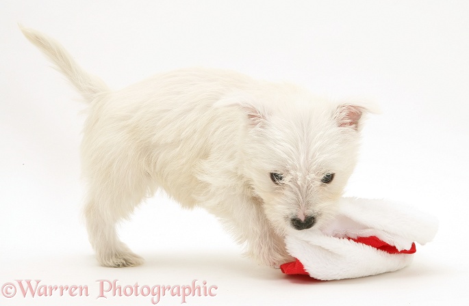 West Highland White Terrier pup playing with a Father Christmas hat, white background