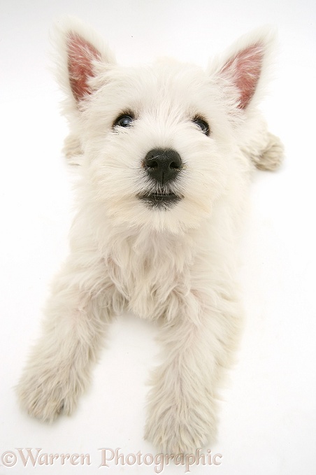 West Highland White Terrier pup, lying with head up and looking up, white background