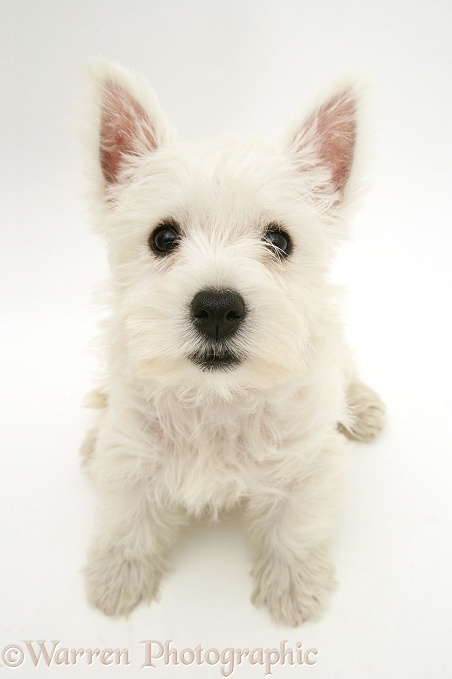 West Highland White Terrier pup, sitting and looking up, white background