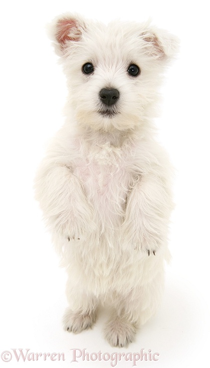 West Highland White Terrier pup, standing up and looking up, white background
