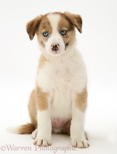 Blue-eyed red merle Border Collie puppy, Zebedee, white background