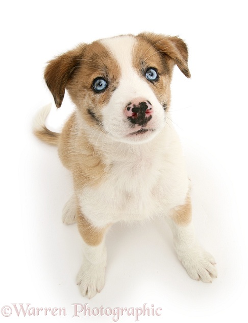Blue-eyed sable merle Border Collie pup, Zeb, sitting and looking up, white background