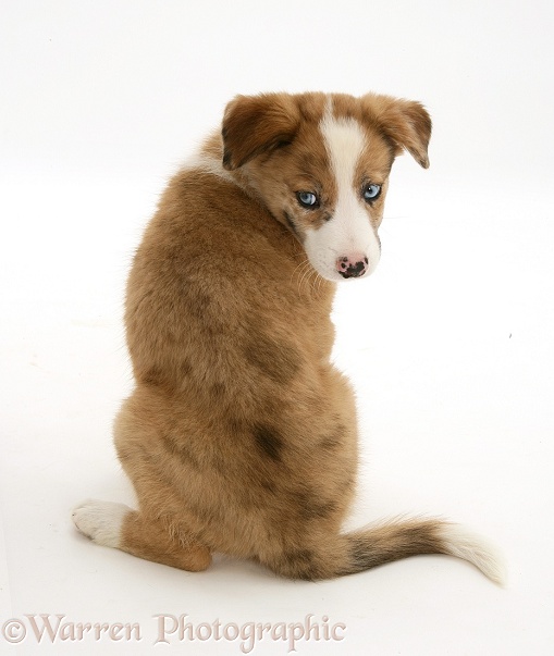 Sable merle Border Collie pup, Zebedee, looking over his shoulder, white background