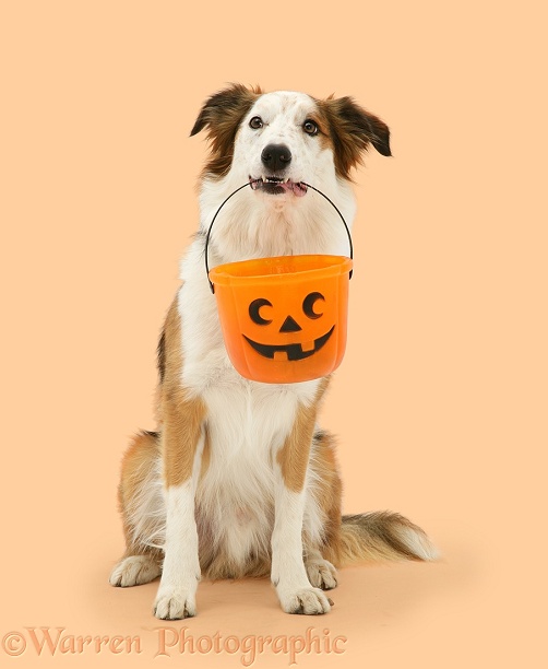 White-faced Border Collie dog, Bovva, holding a Halloween bucket, white background