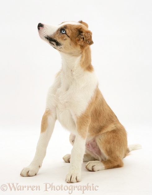Red merle Border Collie pup, Zeb, sitting, white background