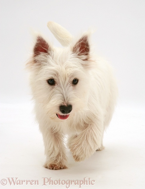 West Highland White Terrier pup, white background