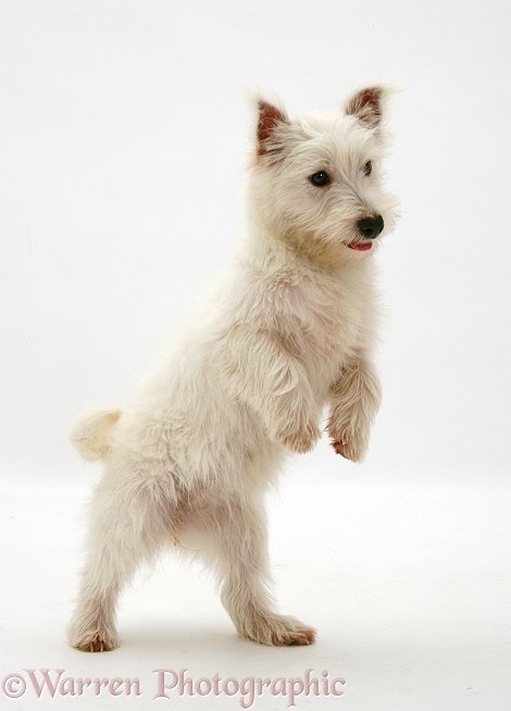 West Highland White Terrier pup standing up, white background
