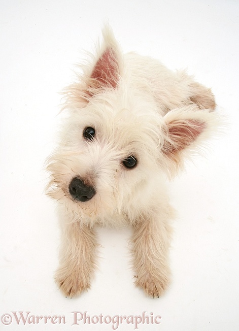 West Highland White Terrier, from above, looking up, white background