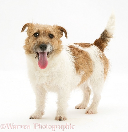 Jack Russell Terrier bitch, Buttercup, white background