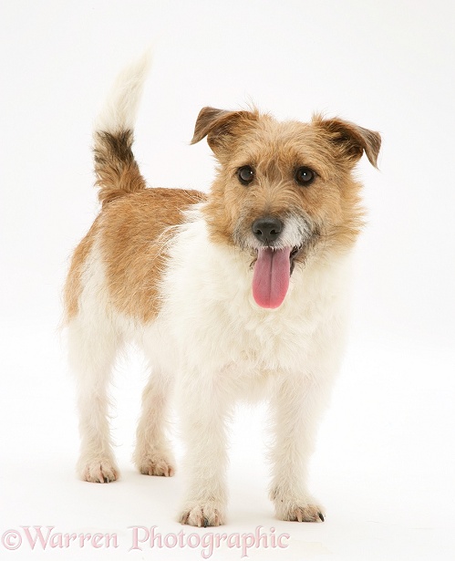 Jack Russell Terrier bitch, Buttercup, white background