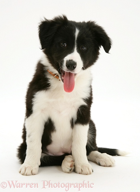 Black-and-white Border Collie pup, Pepper, sitting, with tongue out, white background