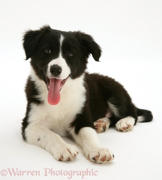 Black-and-white Border Collie pup, Pepper, lying with head up and tongue out, white background