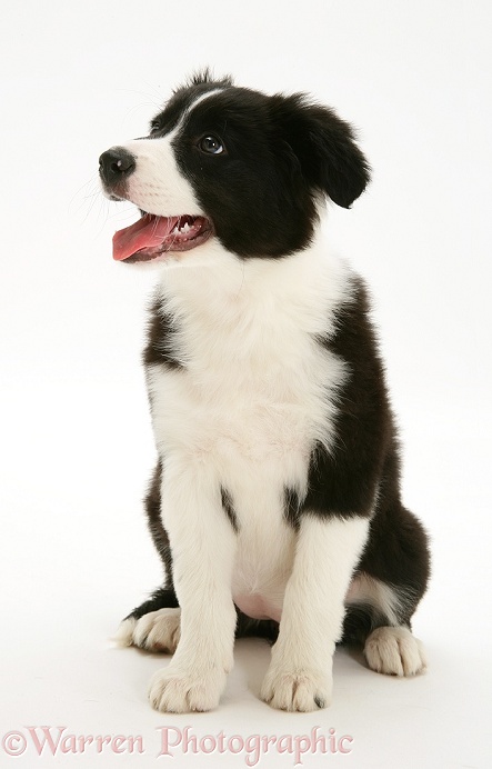 Black-and-white Border Collie pup, Pepper, sitting, white background
