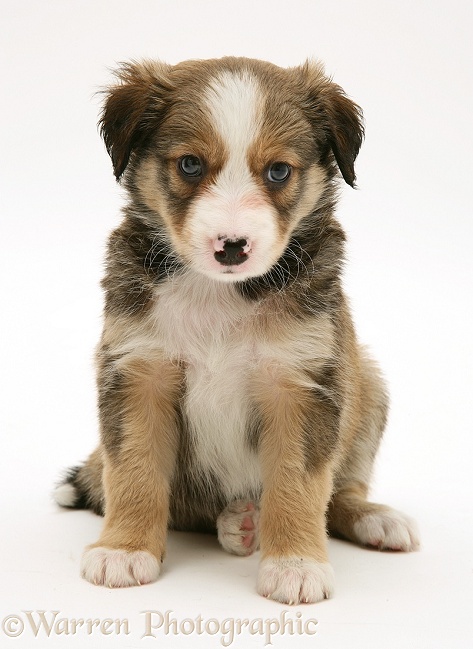 Sable Border Collie pup, 5 weeks old, sitting, white background