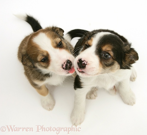 Tricolour and Sable Border Collie pups licking muzzles, white background