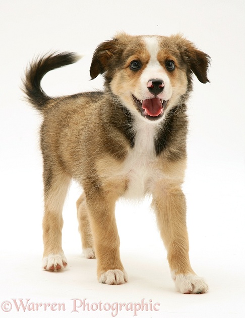 Sable Border Collie pup standing, white background