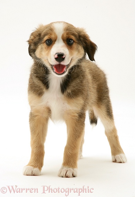 Sable Border Collie pup standing, white background