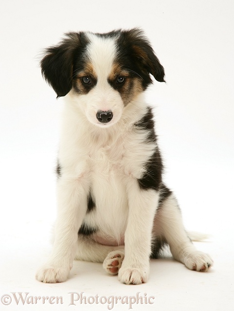 Tricolour Border Collie pup, sitting [Lollipop's third litter], white background