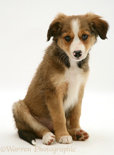 Tricolour Border Collie pup, sitting [Lollipop's third litter], white background