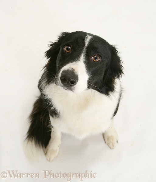 Black-and-white Border Collie, sitting and looking up, white background