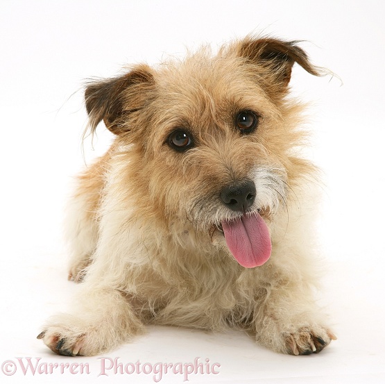 Jack Russell Terrier, Buttercup, lying with head up, white background