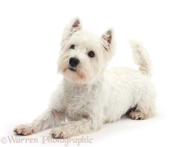 West Highland White Terrier, Betty, lying with head up, white background