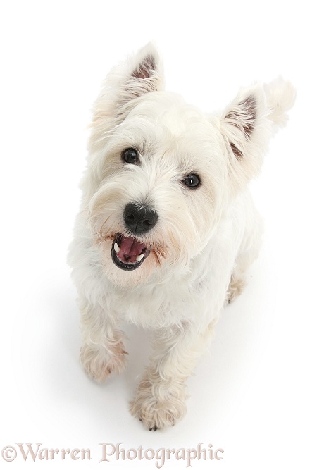 West Highland White Terrier, Betty, sitting and looking up, white background