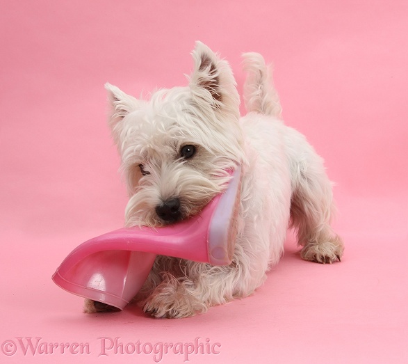 West Highland White Terrier, Betty, chewing a pink child's wellington boot, on pink background