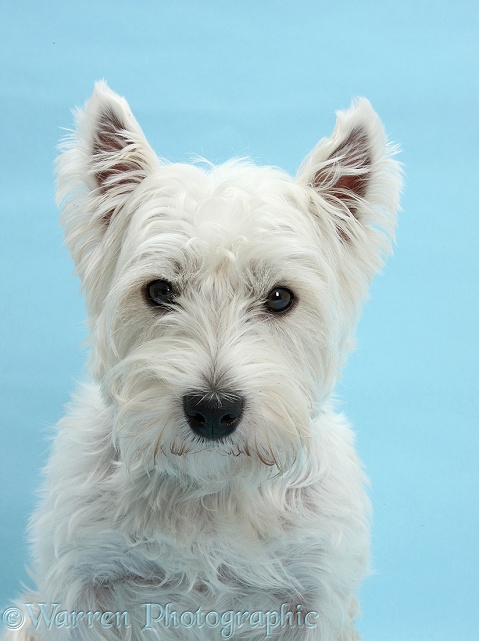 West Highland White Terrier, Betty, on blue background