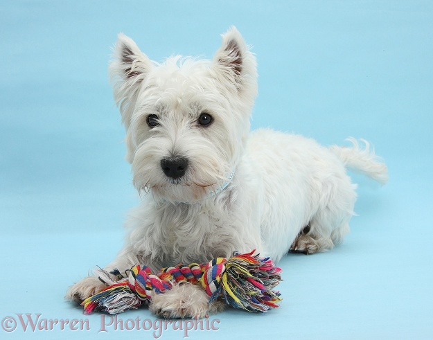 West Highland White Terrier, Betty, with ragger toy and lying with her head up on blue background