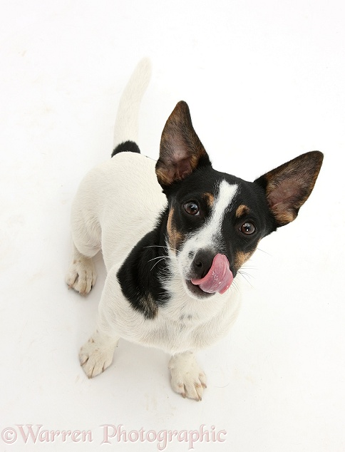 Jack Russell Terrier bitch, Rubie, looking up and licking her snout, white background