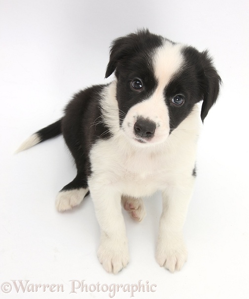 Black-and-white Border Collie pup, 6 weeks old, sitting and looking up, white background
