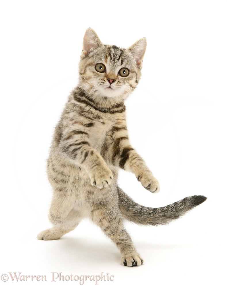 Playful tabby kitten dancing, white background