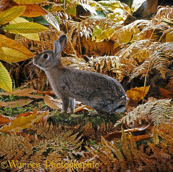 European Rabbit (Oryctolagus cuniculus) doe in autumn moult