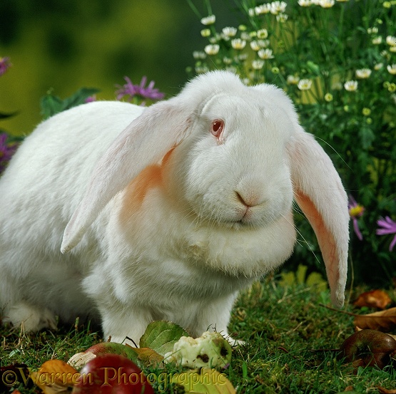 Albino French Lop rabbit doe