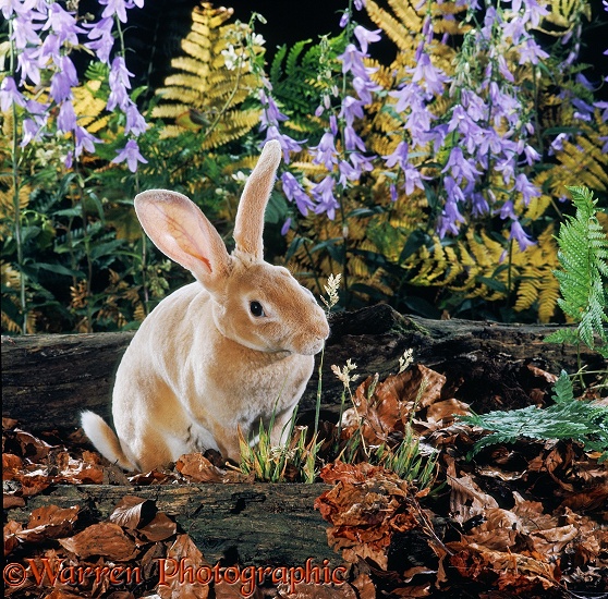 Orange Rex rabbit buck with bellflowers