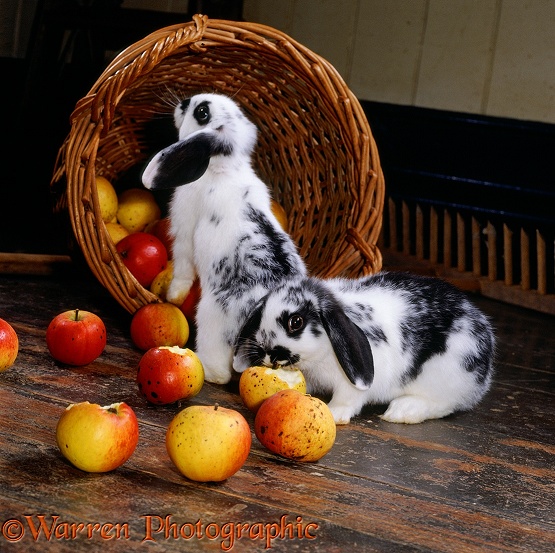 Butterfly Lop rabbits, 3 months old, eating apples from a wicker basket