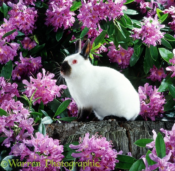 Himalayan Netherland Dwarf Rabbit among Himalayan Rhododendrons (Rhododendron ponticum)