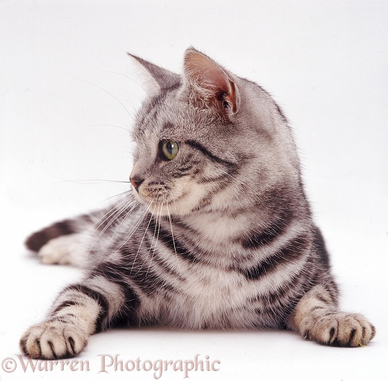 Profile portrait of silver tabby female cat, Zelda, white background