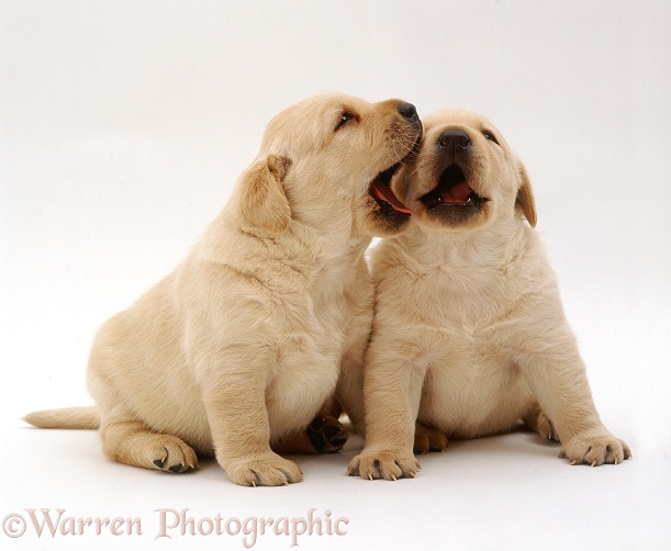 Two Yellow Labrador Retriever puppies, 3 weeks old, white background