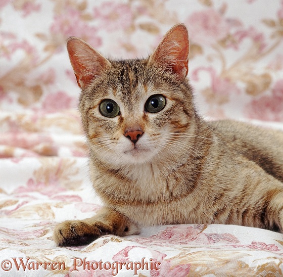 Portrait of tabby-tortoiseshell Siamese-cross cat, Dainty, on antique roses bedspread