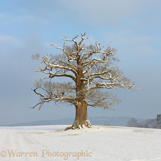 English Oak (Quercus robur) - Winter (10-2-2012).  Surrey, England