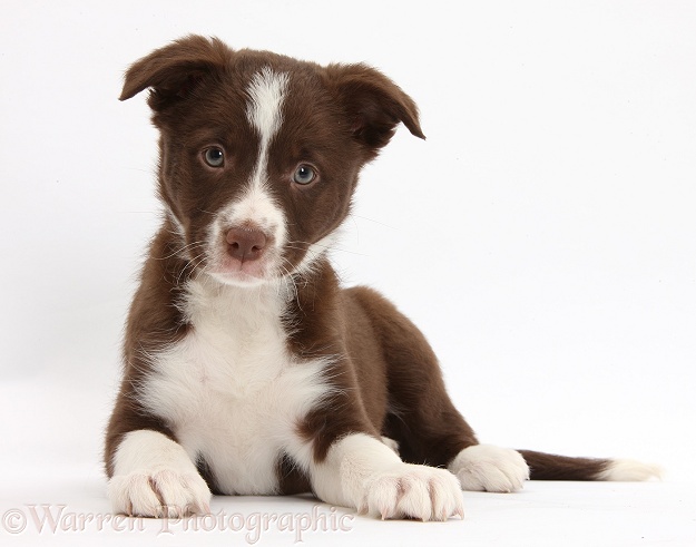 Chocolate Border Collie bitch pup, white background