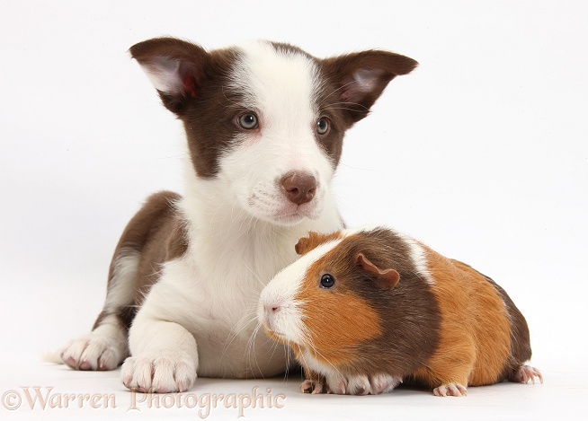 Chocolate Border Collie bitch pup and Guinea pig, white background