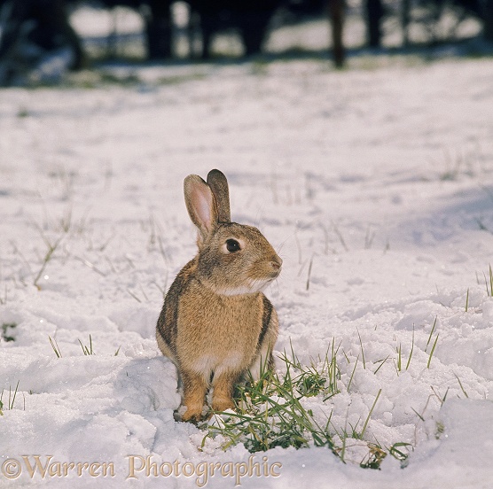 European Rabbit (Oryctolagus cuniculus) in snow
