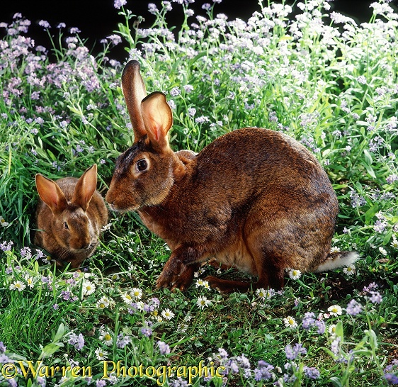 Belgian Hare doe rabbit and young among flowers