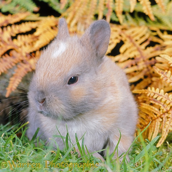 Baby Madagascan Dwarf rabbit, 2 weeks old, among autumn Bracken