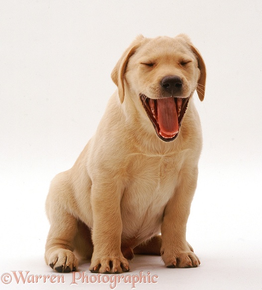 Yellow Labrador Retriever puppy, 9 weeks old, sitting and yawning, white background