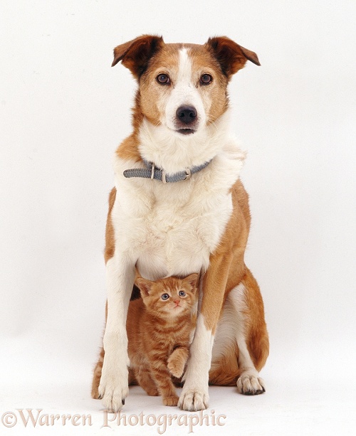 Sable Border Collie bitch, Fan, with a ginger kitten, white background
