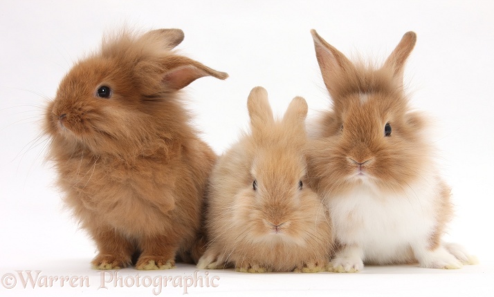 Three assorted Sandy rabbits, white background